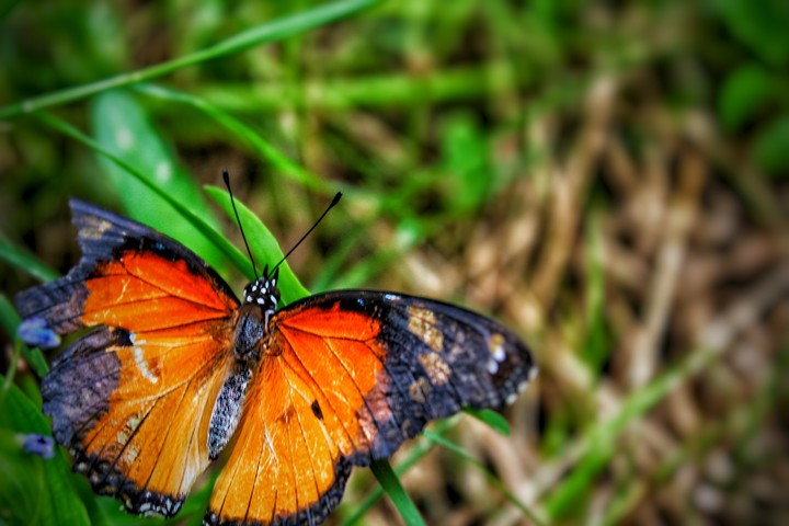 butterfly