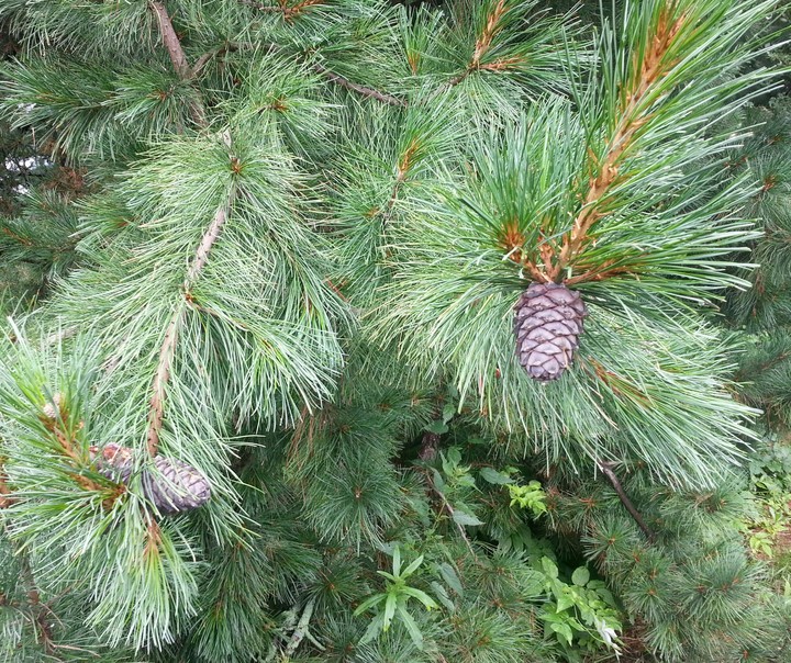siberian cedar
