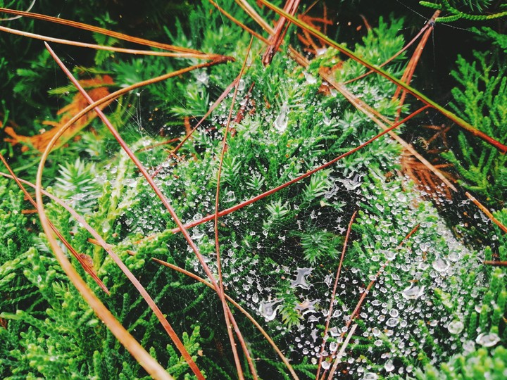 Beautiful spider web