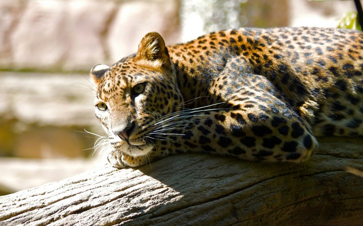 Jaguar in woods
