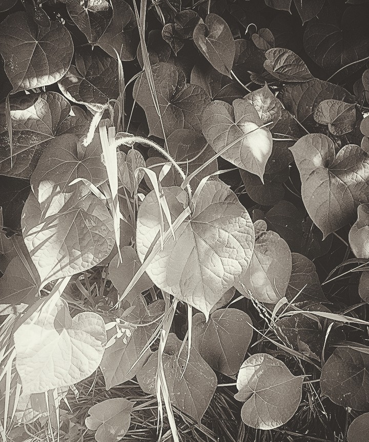 leafs