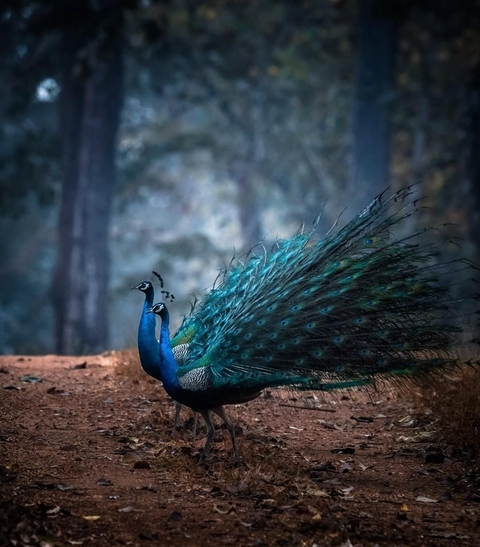 peacock