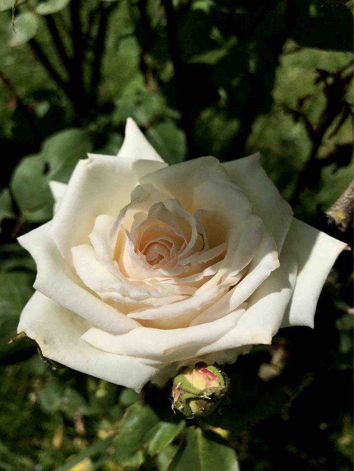 rose