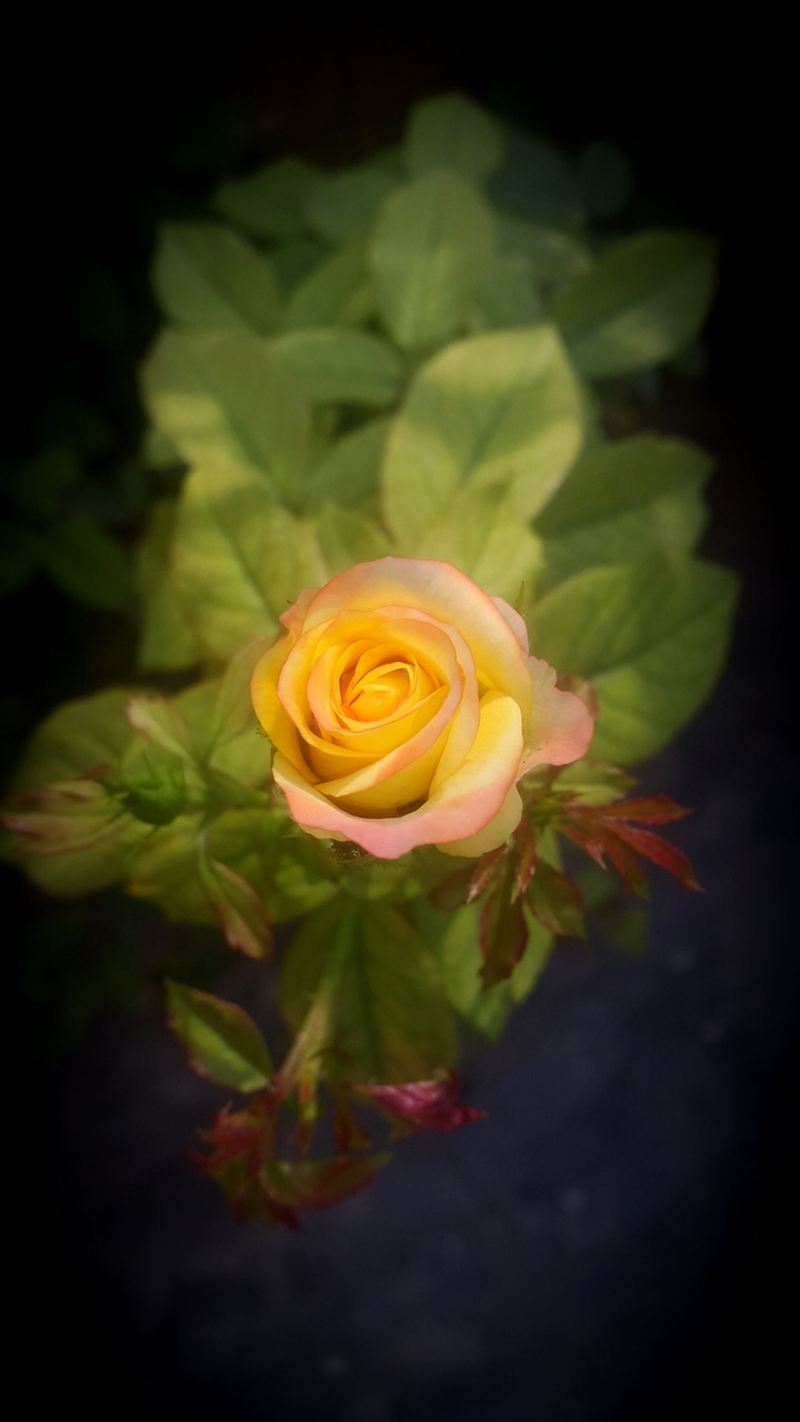 Rose