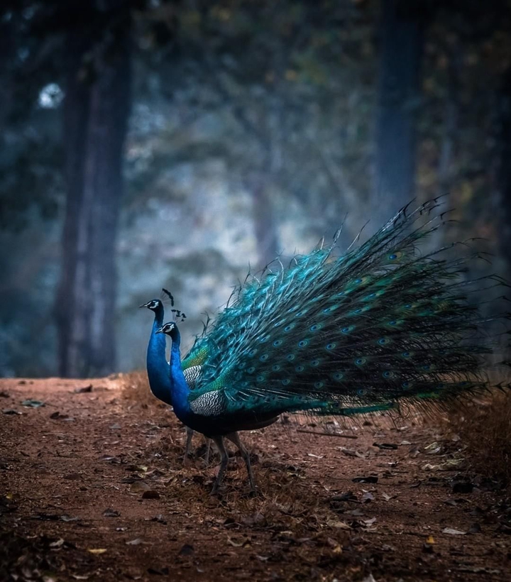 peacock