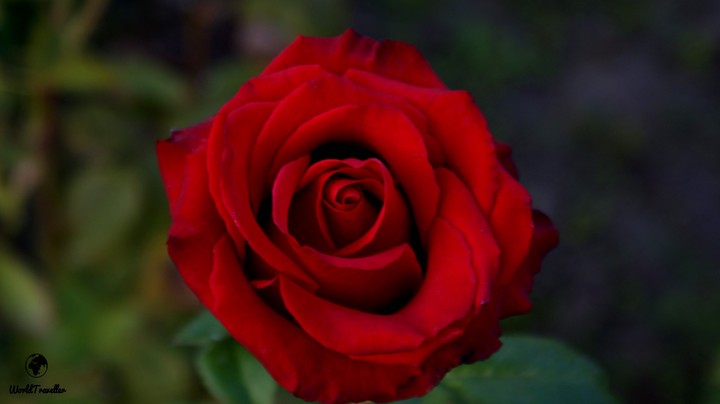 Another Rose 