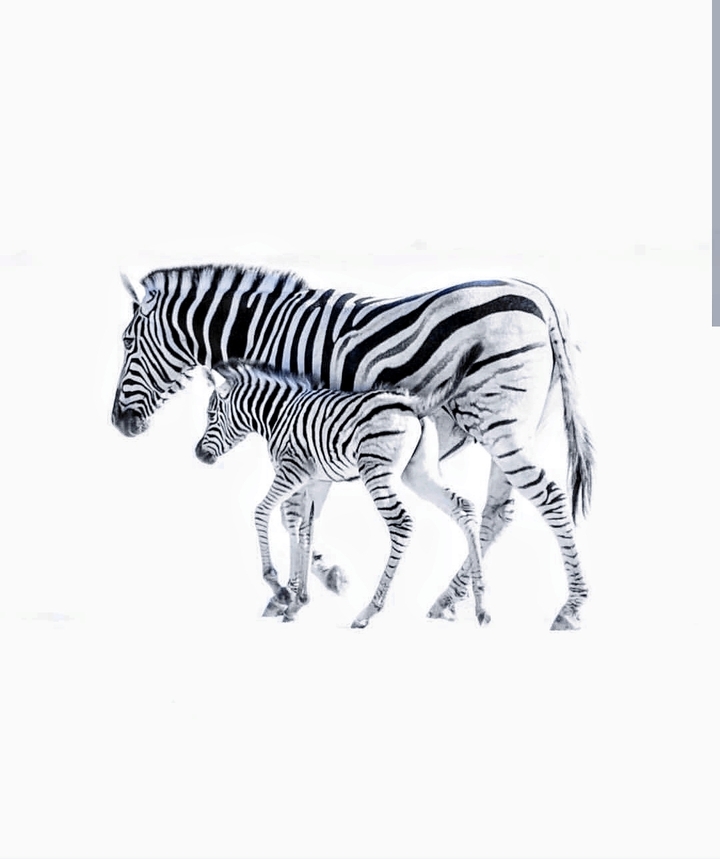 zebra