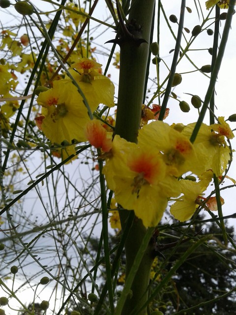 flor