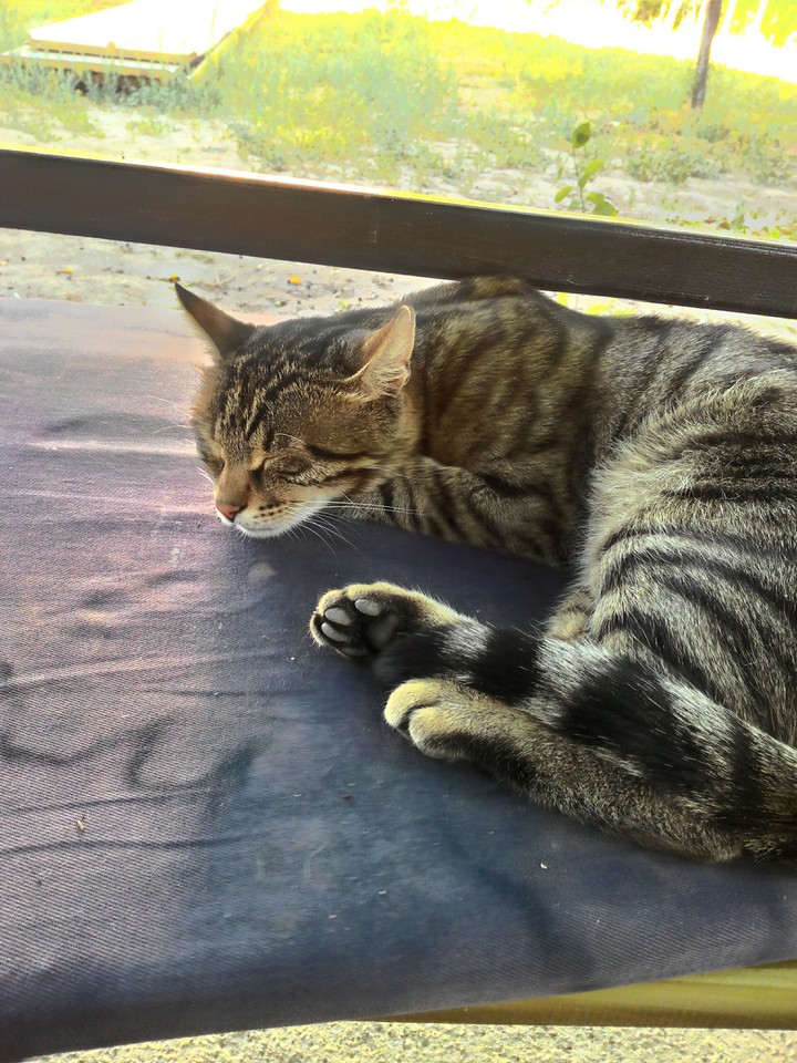 car kedi panter yırtıcı bad boys