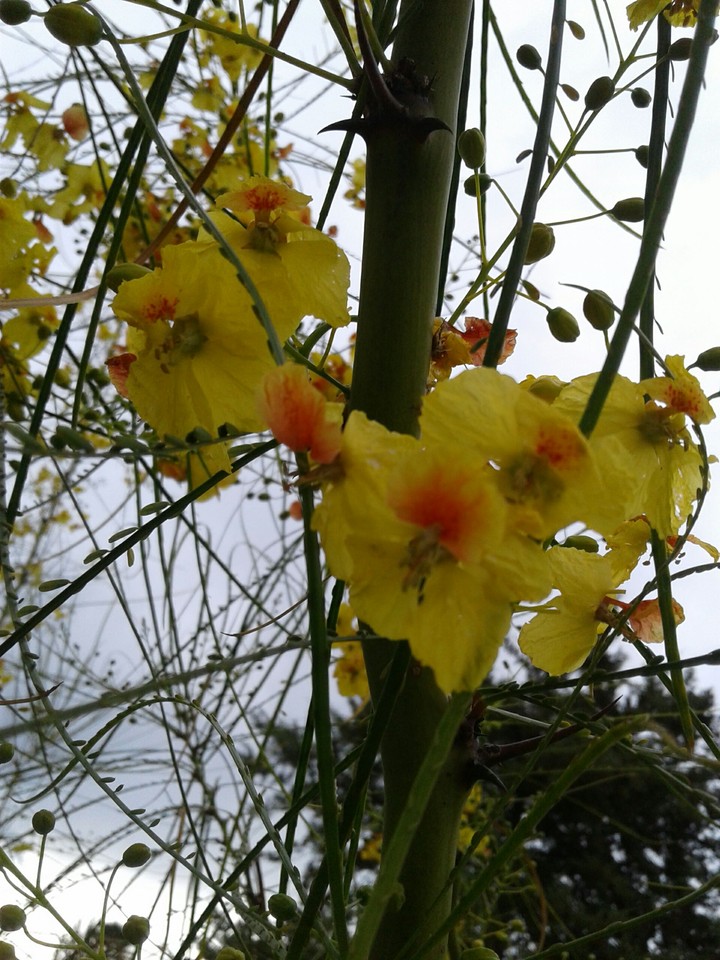 flor