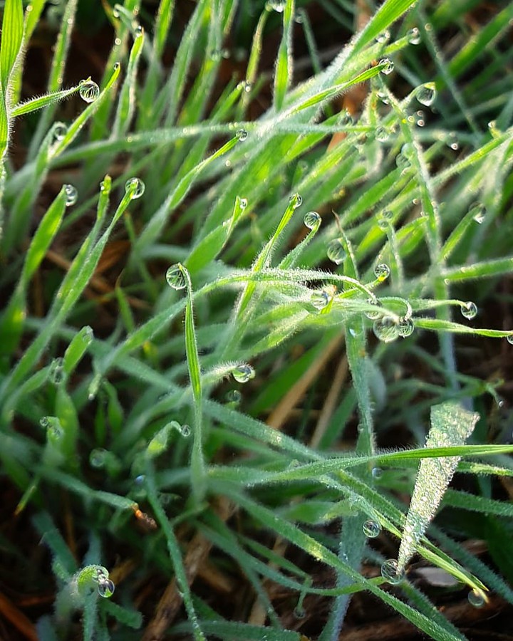 dewdrop