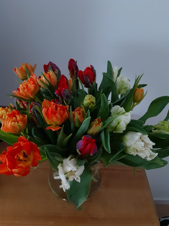 Tulpen