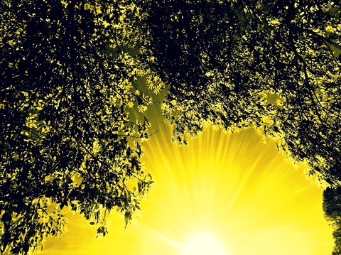 #Yellow #Leaves #Tree #Sun #Heaven #Hojas #Cielo #Árbol
