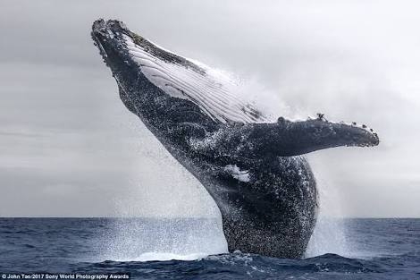 Blue whale