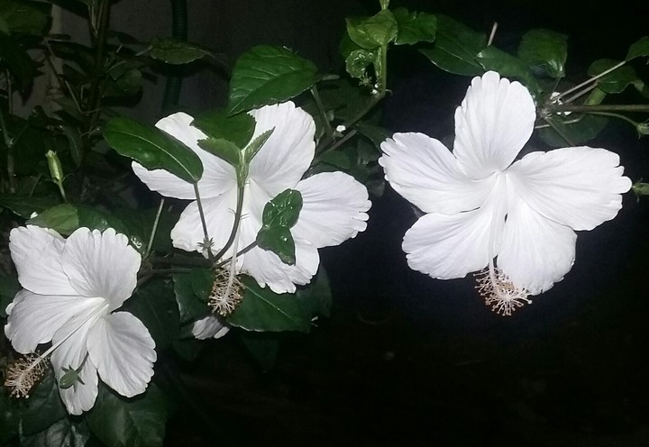 white hibiscus
