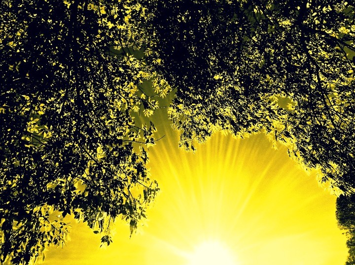#Yellow #Leaves #Tree #Sun #Heaven #Hojas #Cielo #Árbol