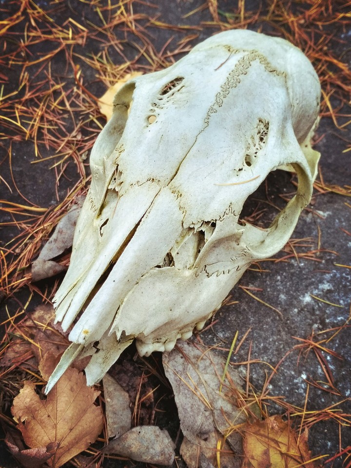 skull