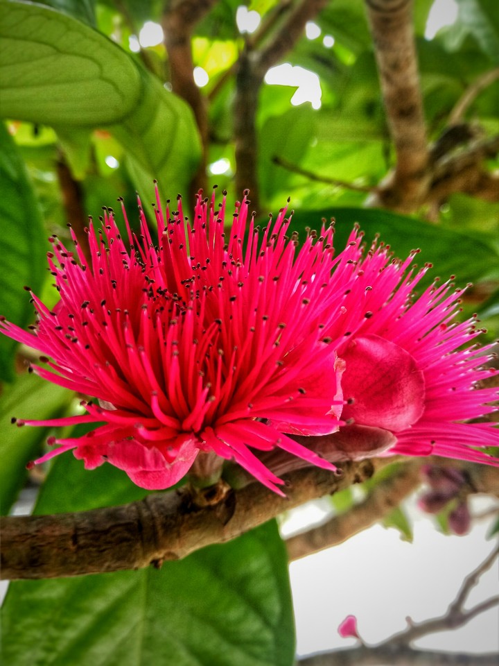 flower