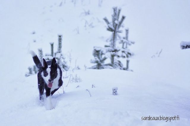 The Border Collie Because There Is No Better Dog