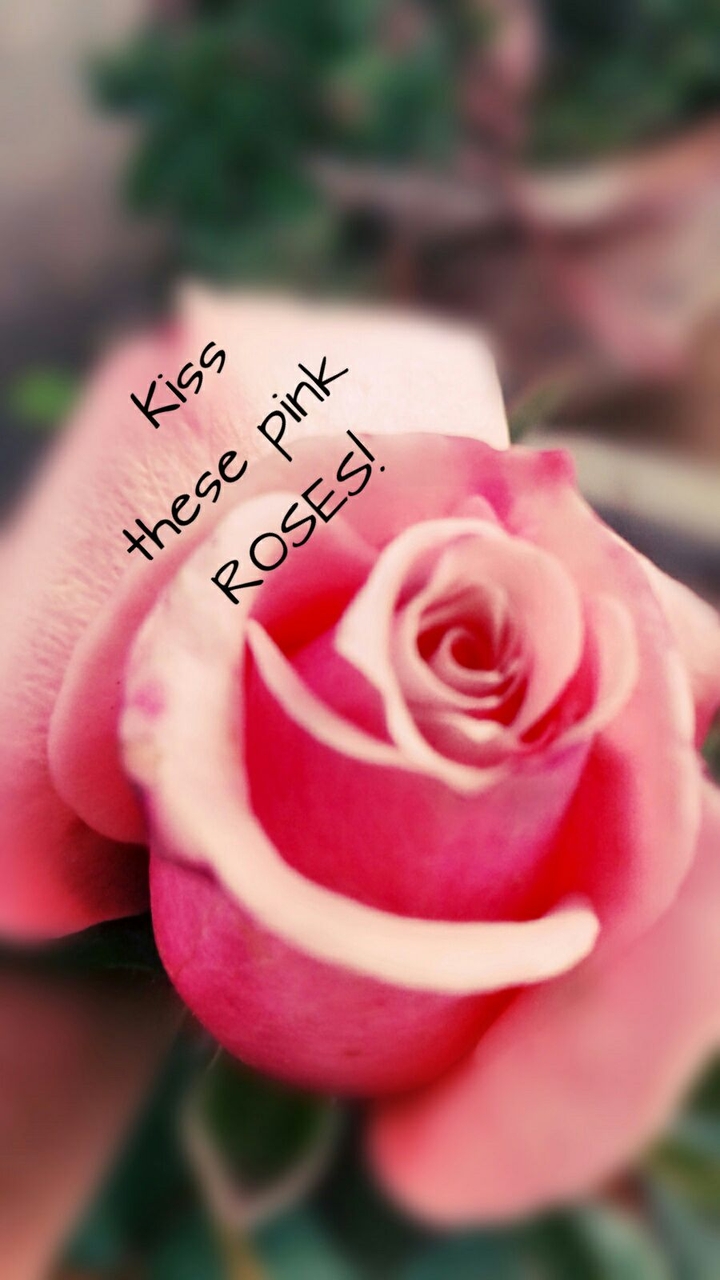 rose