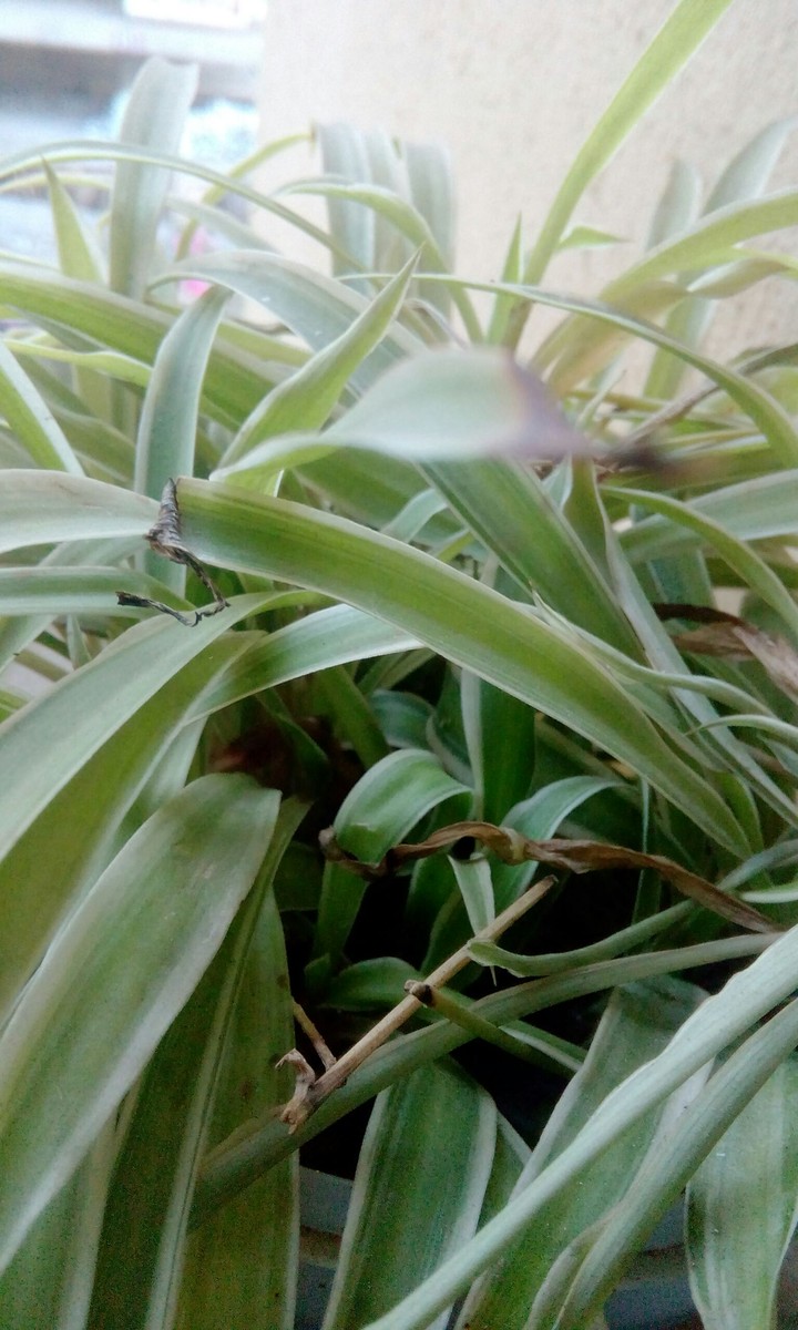 leafy
