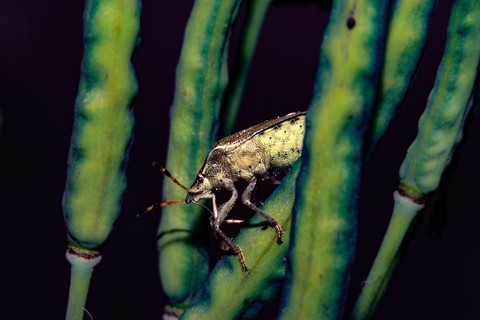 macro