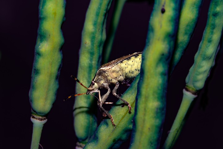 macro