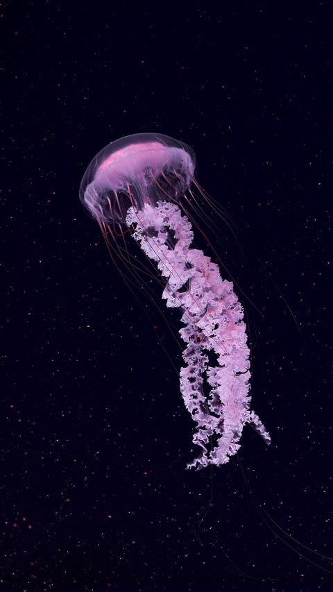 Jellyfish