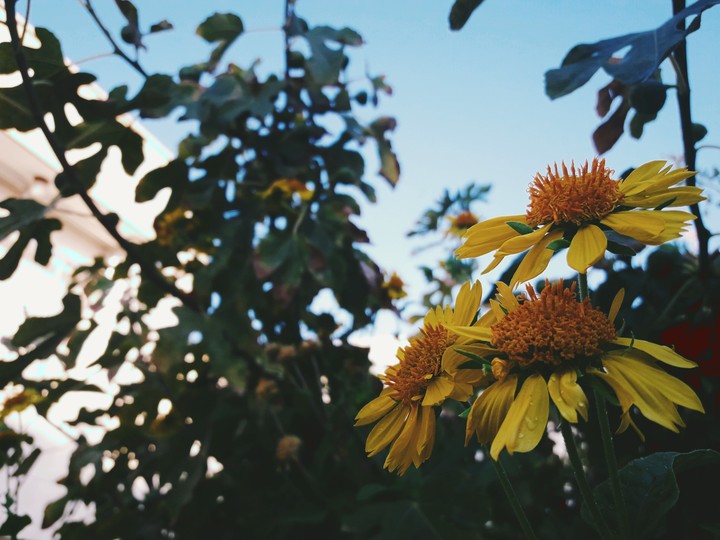 flower