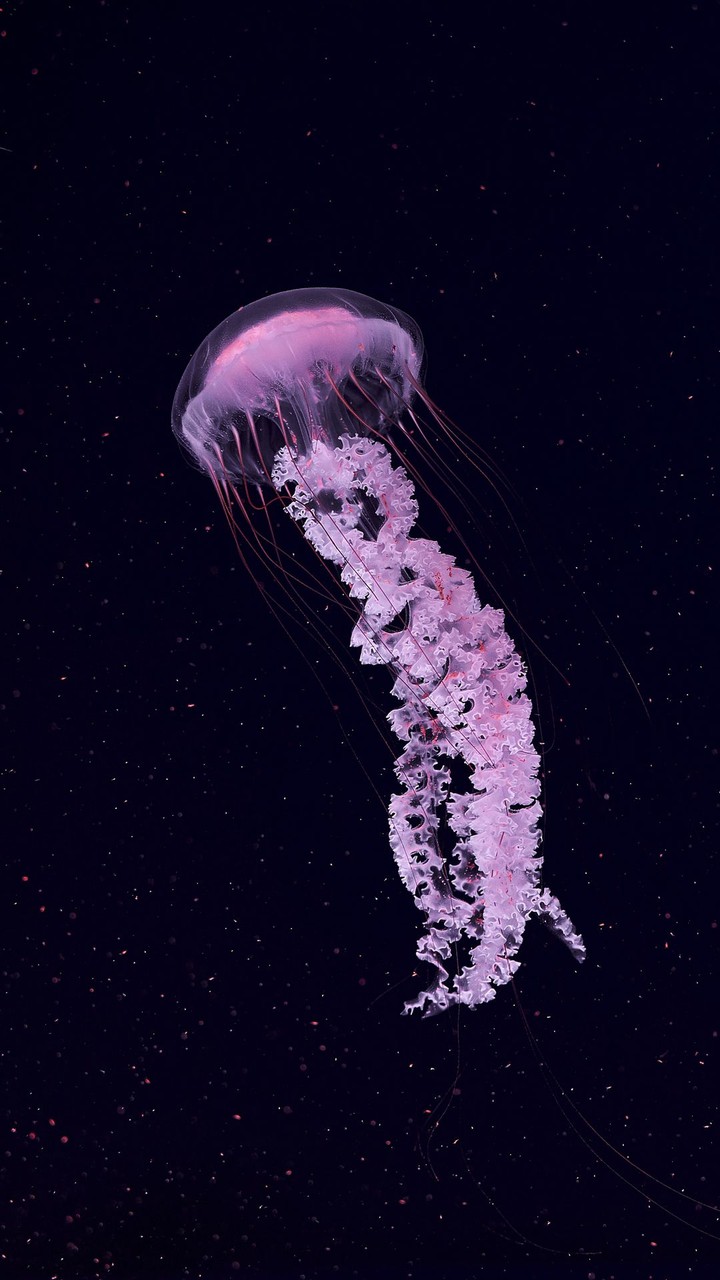 Jellyfish