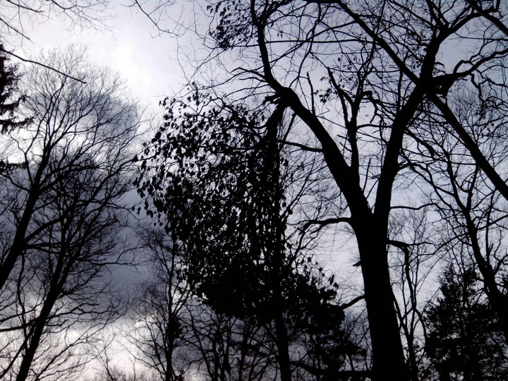 Dark trees
