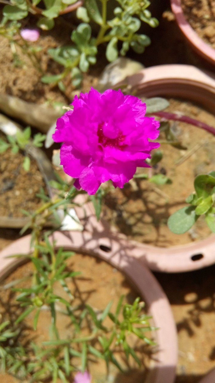 flower lover...