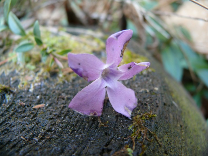 Eine Blume irgendwo in der Pfalz