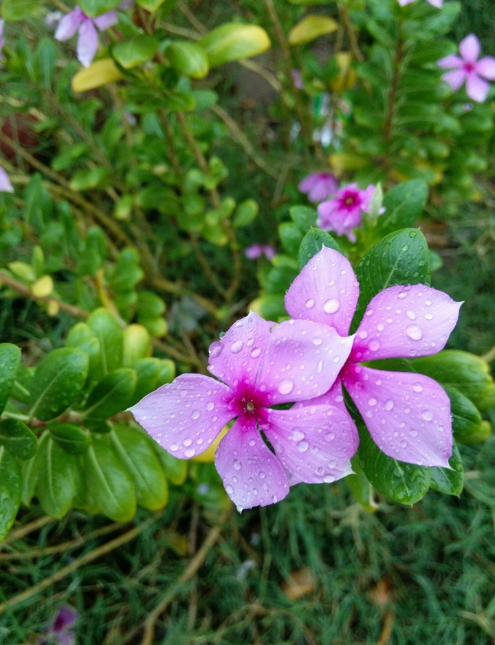 Fresh Flowers