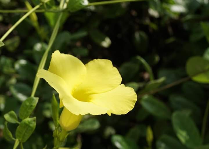 " Mandevilla summer bouquet"