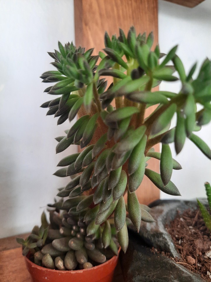 succulent