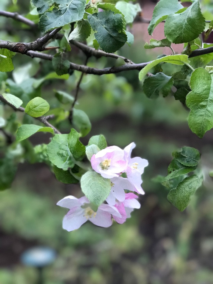 the apple tree