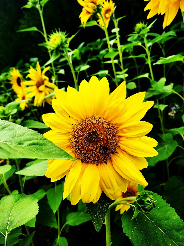 sunflower
