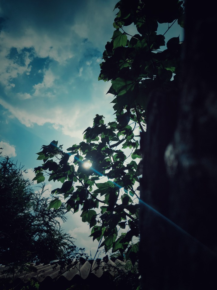 sunshine