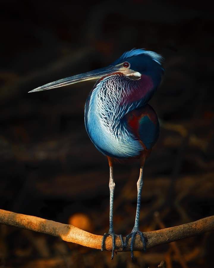 Bird