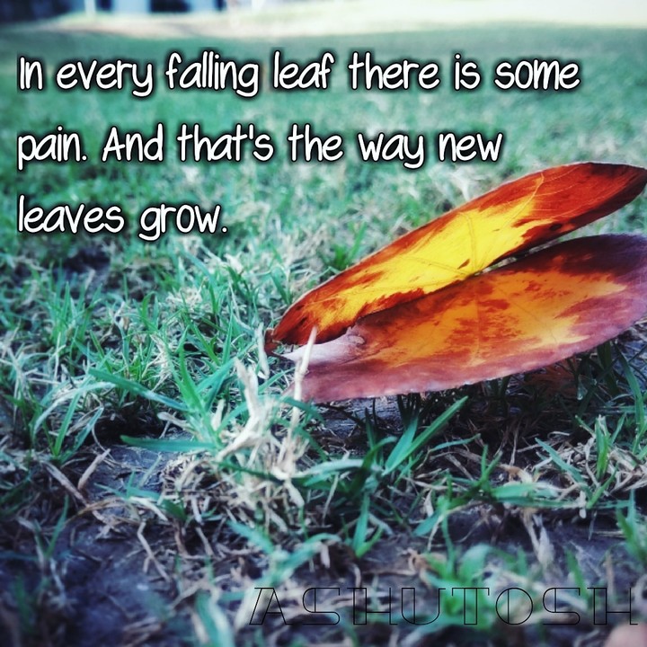 Leaf quote