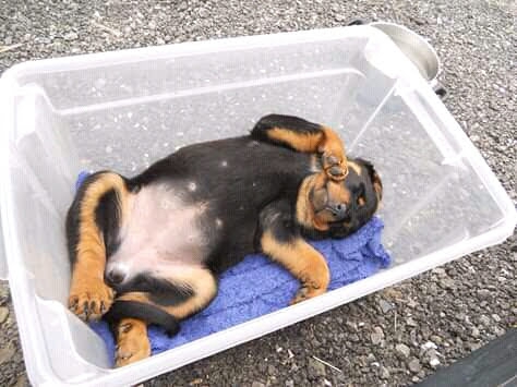 baby rottweiler puppy