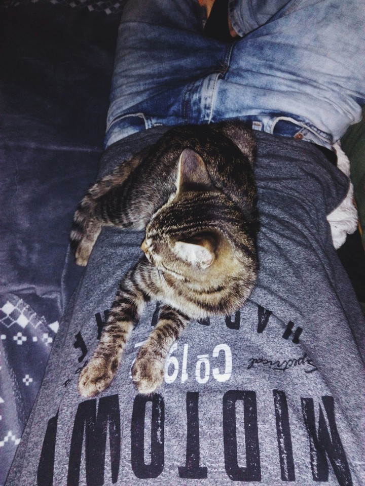 cat
