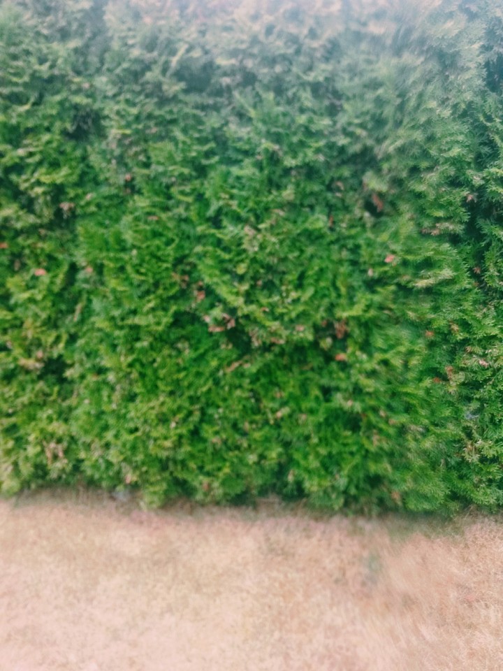 little trees