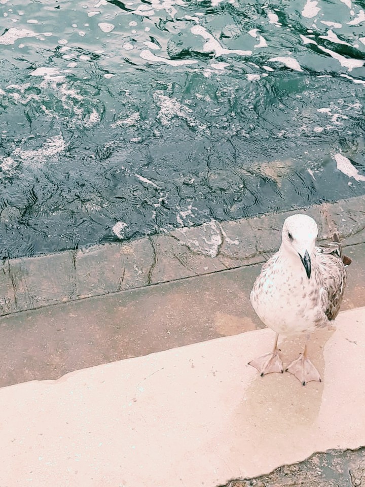 Bird