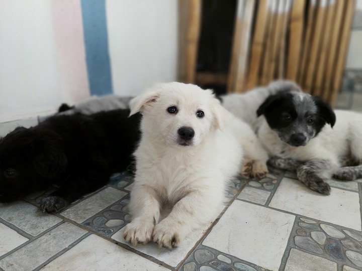 Puppy