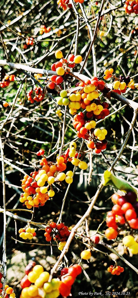 papéis de parede twig, fruit
