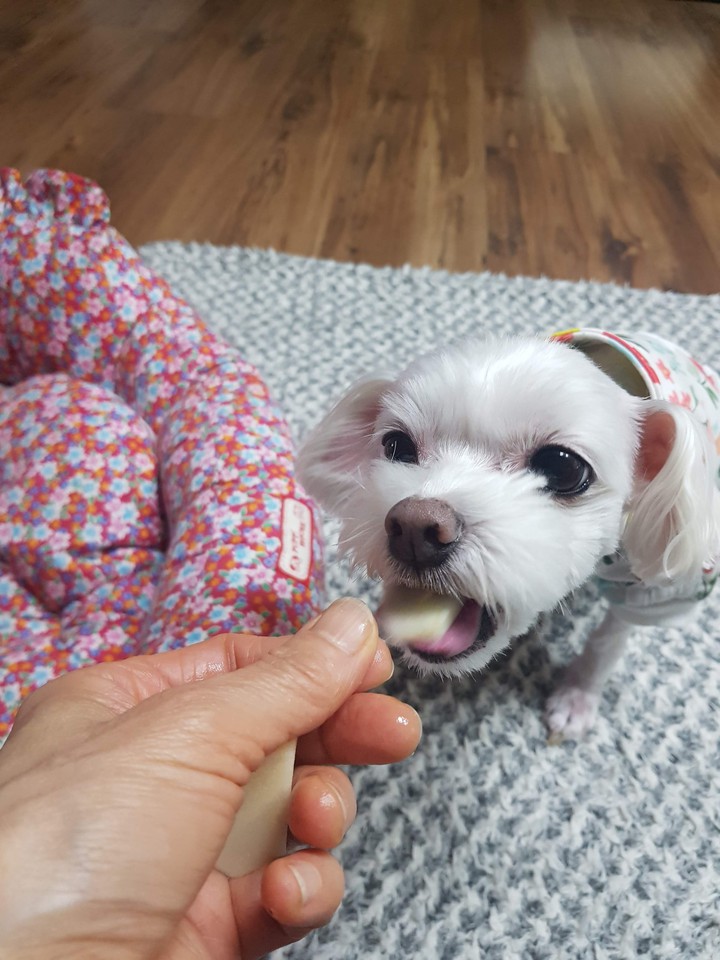 puppy