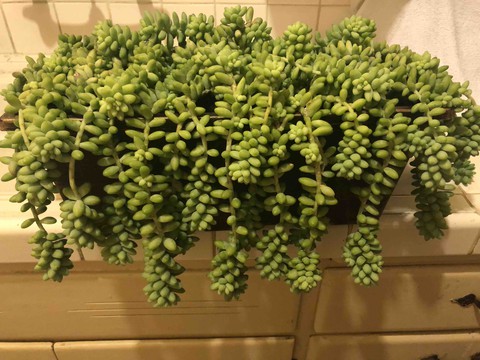 moñoñon