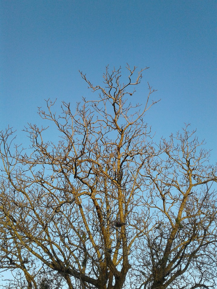 Nuts Tree